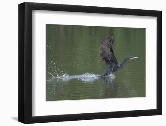 Neotropical Cormorant (Phalacrocorax brasilianus) taking off from water, Manu National Park-G&M Therin-Weise-Framed Photographic Print