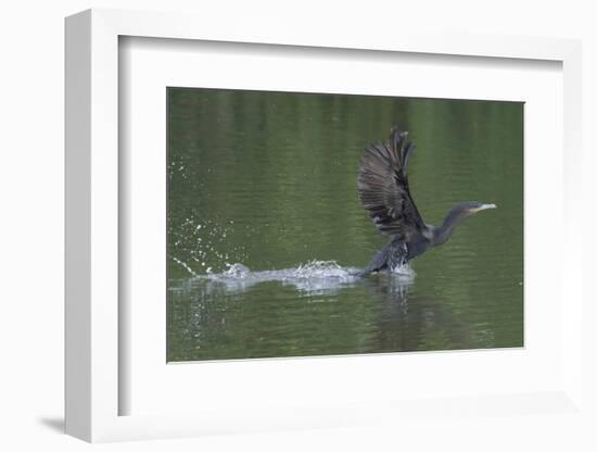 Neotropical Cormorant (Phalacrocorax brasilianus) taking off from water, Manu National Park-G&M Therin-Weise-Framed Photographic Print