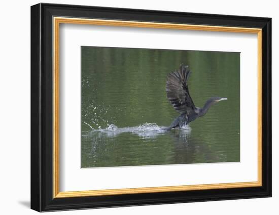 Neotropical Cormorant (Phalacrocorax brasilianus) taking off from water, Manu National Park-G&M Therin-Weise-Framed Photographic Print