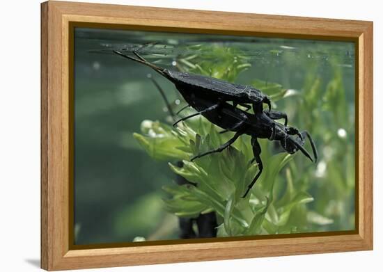 Nepa Cinerea (Water Scorpion) - Mating-Paul Starosta-Framed Premier Image Canvas