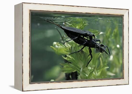 Nepa Cinerea (Water Scorpion) - Mating-Paul Starosta-Framed Premier Image Canvas