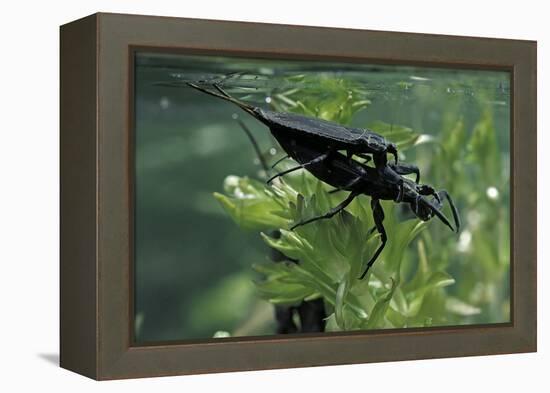 Nepa Cinerea (Water Scorpion) - Mating-Paul Starosta-Framed Premier Image Canvas