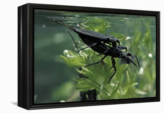 Nepa Cinerea (Water Scorpion) - Mating-Paul Starosta-Framed Premier Image Canvas