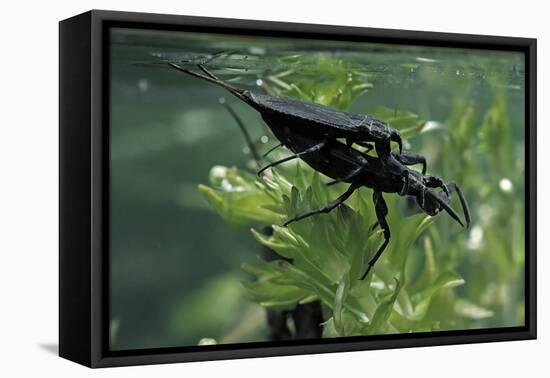 Nepa Cinerea (Water Scorpion) - Mating-Paul Starosta-Framed Premier Image Canvas