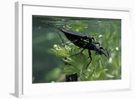 Nepa Cinerea (Water Scorpion) - Mating-Paul Starosta-Framed Photographic Print