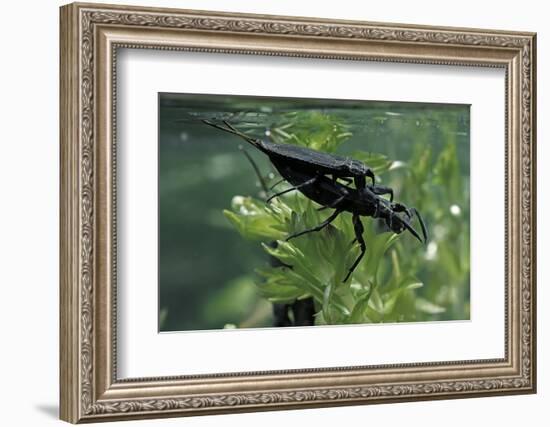 Nepa Cinerea (Water Scorpion) - Mating-Paul Starosta-Framed Photographic Print