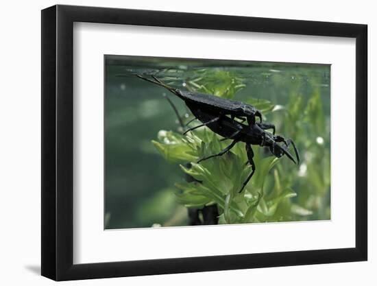 Nepa Cinerea (Water Scorpion) - Mating-Paul Starosta-Framed Photographic Print