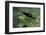 Nepa Cinerea (Water Scorpion) - Mating-Paul Starosta-Framed Photographic Print