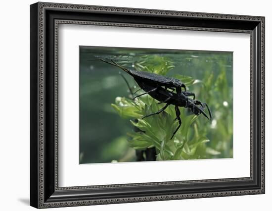 Nepa Cinerea (Water Scorpion) - Mating-Paul Starosta-Framed Photographic Print