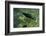 Nepa Cinerea (Water Scorpion) - Mating-Paul Starosta-Framed Photographic Print