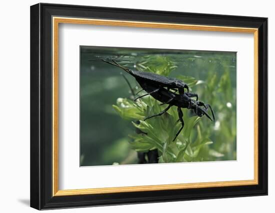 Nepa Cinerea (Water Scorpion) - Mating-Paul Starosta-Framed Photographic Print