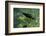 Nepa Cinerea (Water Scorpion) - Mating-Paul Starosta-Framed Photographic Print