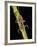 Nepa Cinerea (Water Scorpion)-Paul Starosta-Framed Photographic Print