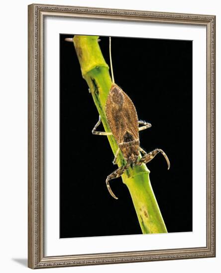 Nepa Cinerea (Water Scorpion)-Paul Starosta-Framed Photographic Print