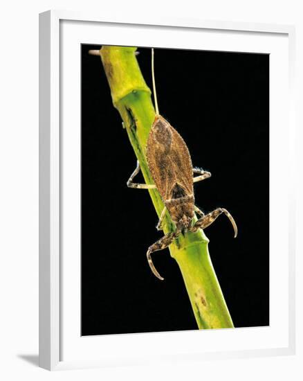 Nepa Cinerea (Water Scorpion)-Paul Starosta-Framed Photographic Print