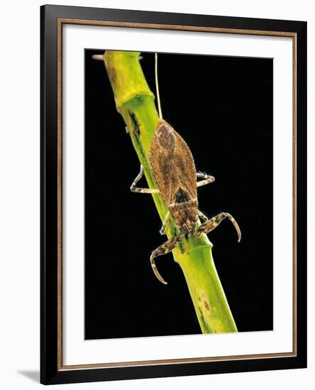 Nepa Cinerea (Water Scorpion)-Paul Starosta-Framed Photographic Print