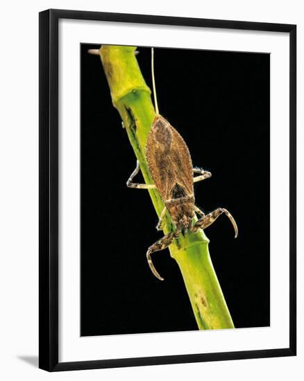 Nepa Cinerea (Water Scorpion)-Paul Starosta-Framed Photographic Print