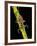 Nepa Cinerea (Water Scorpion)-Paul Starosta-Framed Photographic Print