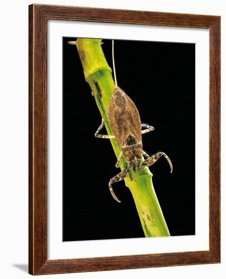 Nepa Cinerea (Water Scorpion)-Paul Starosta-Framed Photographic Print