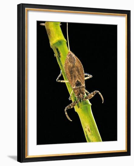 Nepa Cinerea (Water Scorpion)-Paul Starosta-Framed Photographic Print