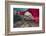 Nepal. Nepali weaving woman, posing and weaving threads for carpets. Nayapati, Eastern Kathmandu.-Bill Bachmann-Framed Photographic Print