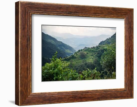 Nepal, viewpoint from Mardi Himal Trek. Lush terraced rice fields.-Janell Davidson-Framed Photographic Print