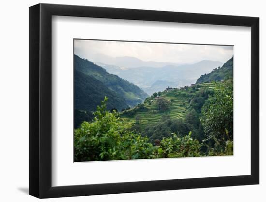 Nepal, viewpoint from Mardi Himal Trek. Lush terraced rice fields.-Janell Davidson-Framed Photographic Print