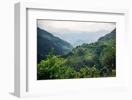 Nepal, viewpoint from Mardi Himal Trek. Lush terraced rice fields.-Janell Davidson-Framed Photographic Print