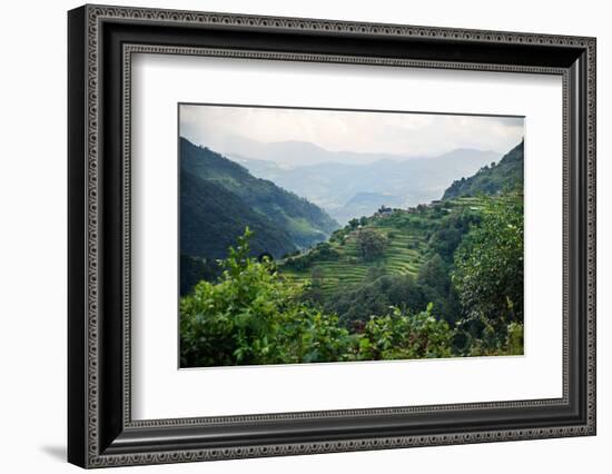 Nepal, viewpoint from Mardi Himal Trek. Lush terraced rice fields.-Janell Davidson-Framed Photographic Print