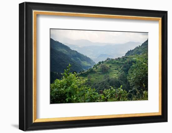 Nepal, viewpoint from Mardi Himal Trek. Lush terraced rice fields.-Janell Davidson-Framed Photographic Print