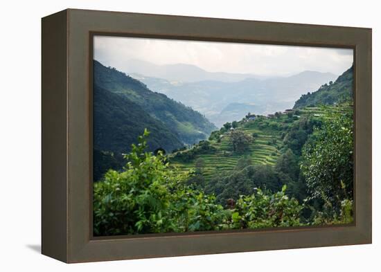 Nepal, viewpoint from Mardi Himal Trek. Lush terraced rice fields.-Janell Davidson-Framed Premier Image Canvas