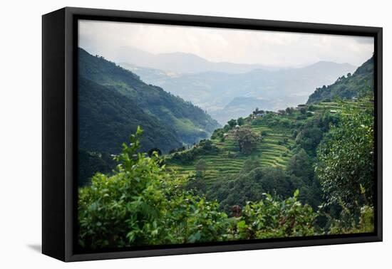 Nepal, viewpoint from Mardi Himal Trek. Lush terraced rice fields.-Janell Davidson-Framed Premier Image Canvas