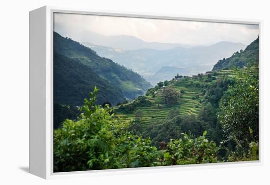 Nepal, viewpoint from Mardi Himal Trek. Lush terraced rice fields.-Janell Davidson-Framed Premier Image Canvas