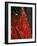 Nepali Woman Dressed in Wedding Veil, Kathmandu, Nepal-Paul Harris-Framed Photographic Print