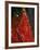 Nepali Woman Dressed in Wedding Veil, Kathmandu, Nepal-Paul Harris-Framed Photographic Print