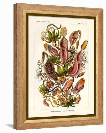 Nepenthaceae, 1899-1904-null-Framed Premier Image Canvas