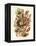 Nepenthaceae, 1899-1904-null-Framed Premier Image Canvas