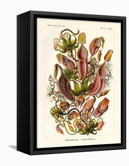 Nepenthaceae, 1899-1904-null-Framed Premier Image Canvas