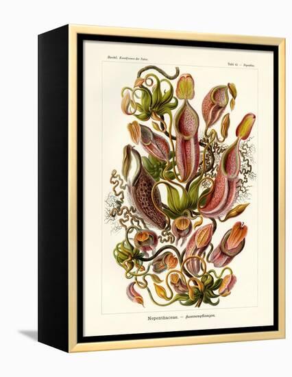 Nepenthaceae, 1899-1904-null-Framed Premier Image Canvas