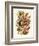 Nepenthaceae, 1899-1904-null-Framed Giclee Print