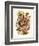 Nepenthaceae, 1899-1904-null-Framed Giclee Print