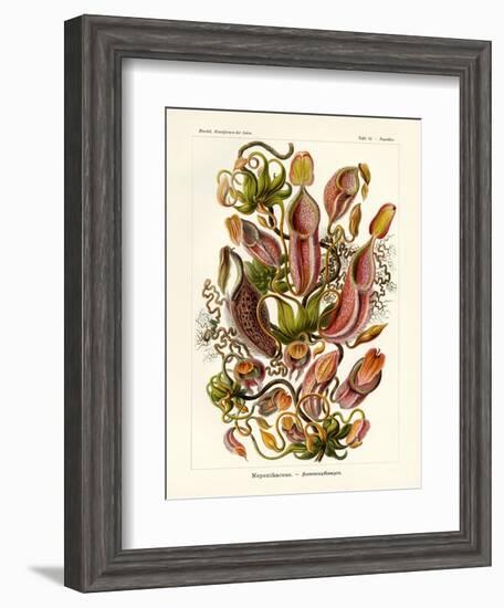 Nepenthaceae, 1899-1904-null-Framed Giclee Print