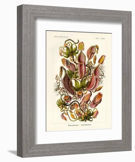 Nepenthaceae, 1899-1904-null-Framed Giclee Print