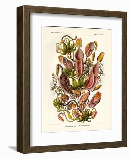 Nepenthaceae, 1899-1904-null-Framed Giclee Print