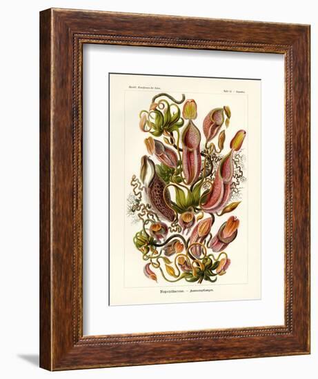 Nepenthaceae, 1899-1904-null-Framed Giclee Print