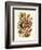 Nepenthaceae, 1899-1904-null-Framed Giclee Print