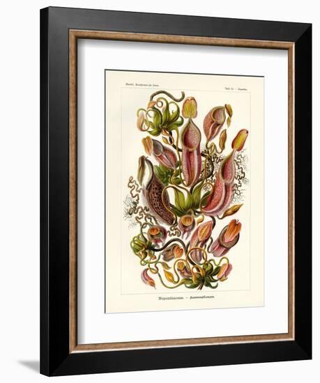 Nepenthaceae, 1899-1904-null-Framed Giclee Print