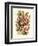 Nepenthaceae, 1899-1904-null-Framed Giclee Print