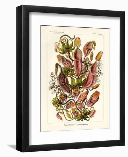 Nepenthaceae, 1899-1904-null-Framed Giclee Print