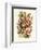 Nepenthaceae, 1899-1904-null-Framed Giclee Print